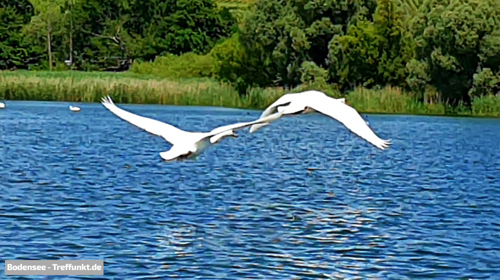 (Bild © bodensee-treffpunkt.de - W. Hodapp)