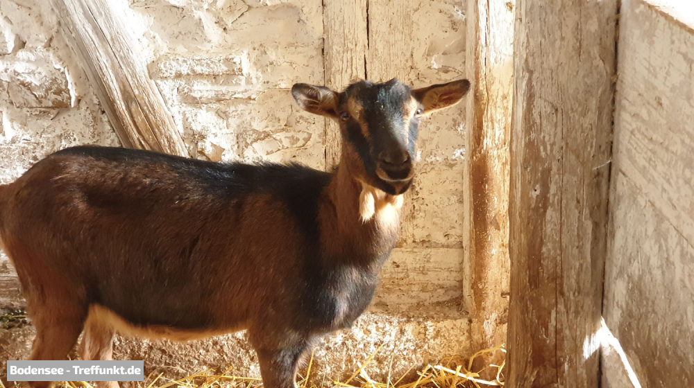 (Bild © bodensee-treffpunkt.de - W. Hodapp)